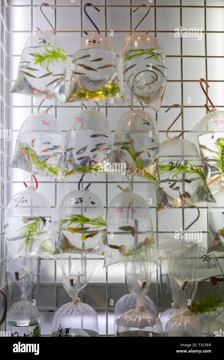 Fish Species in Bags at Pet Shop Hong Kong Stock Photo Alamy