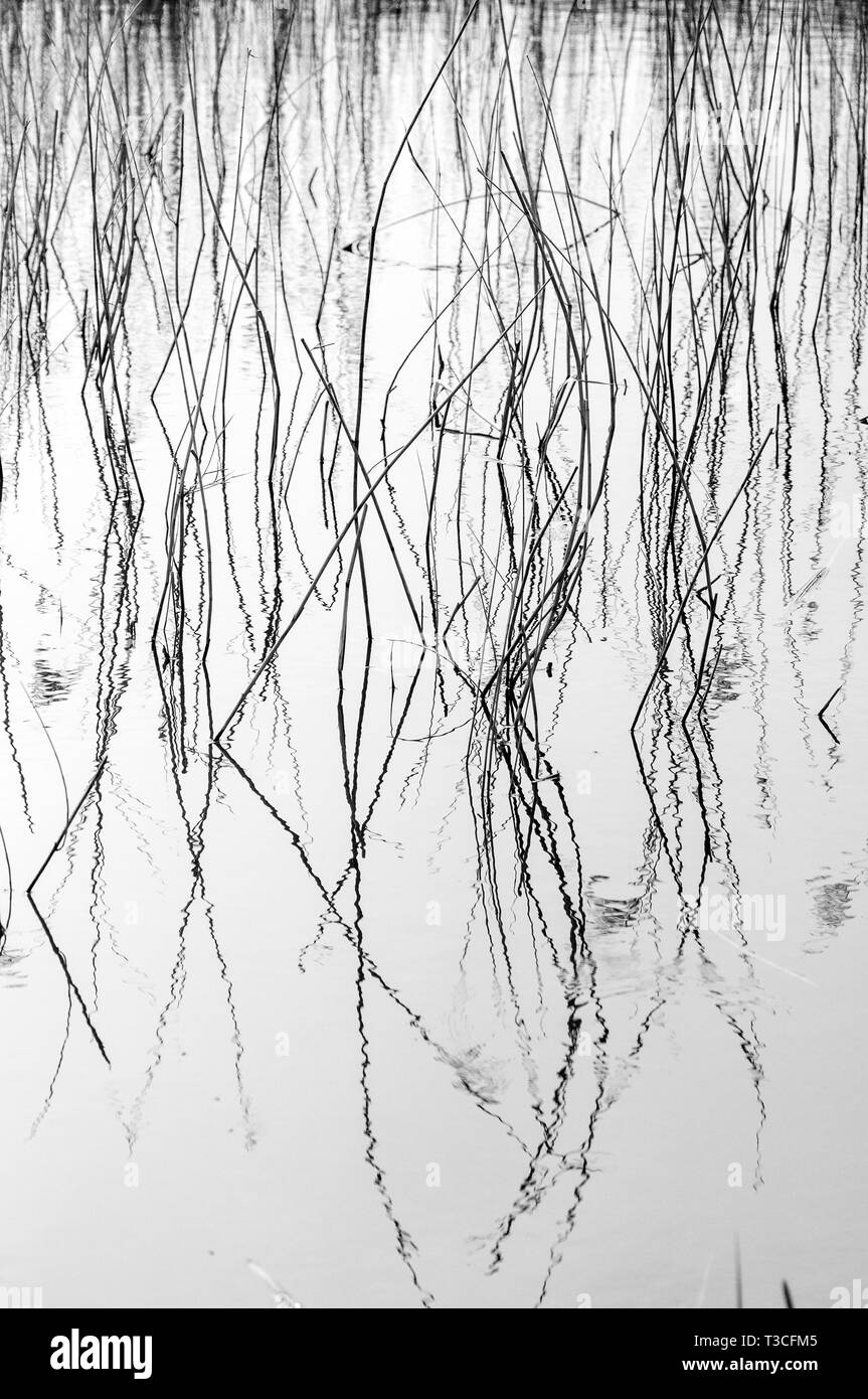 Black and white picture of reeds reflected in water Stock Photo