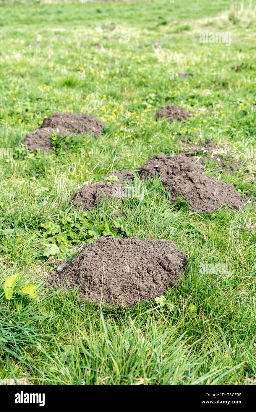 Mole hills in green grass Stock Photo