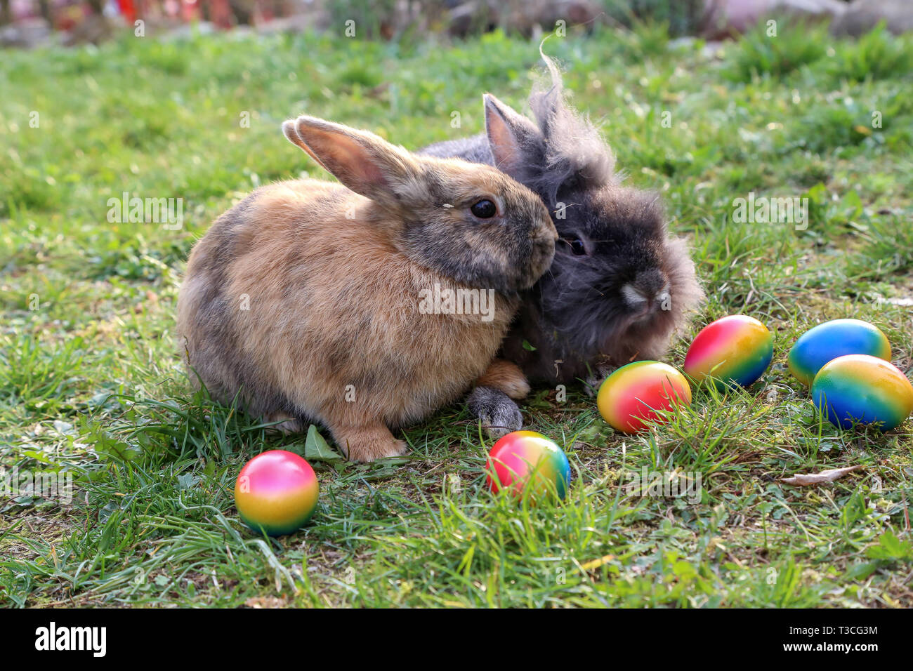 Easter Funny bunnies with colored easter eggs Stock Photo Alamy Easter Funny bunnies with colored easter eggs Stock Photo Alamy