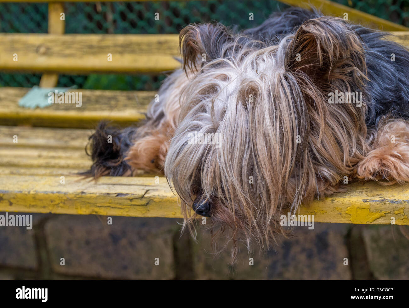 An unkept stray dog sleeps on a yellow park bench image with copy space in landscape format Stock Photo