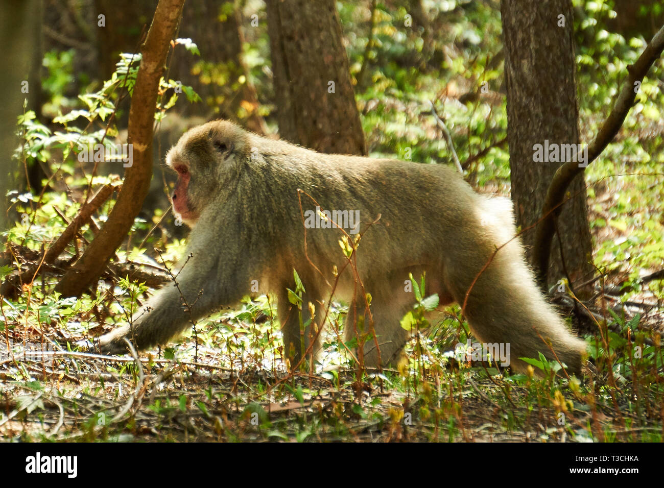 Male japanese macaque hi-res stock photography and images - Alamy