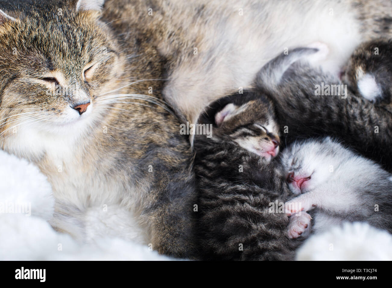 Mother cat feeding her newborn babies.Motherhood.Breasting Stock Photo