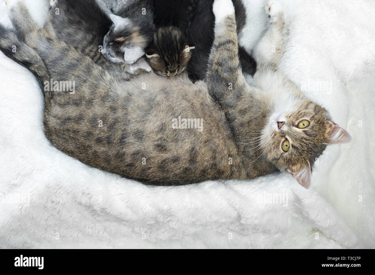 Mother cat  nursing baby kittens. Kittens feed on milk from their mother.Flat lay. Stock Photo