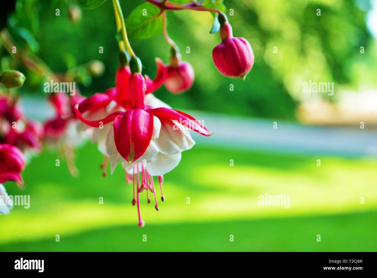 Hanging wild flower hi-res stock photography and images - Alamy