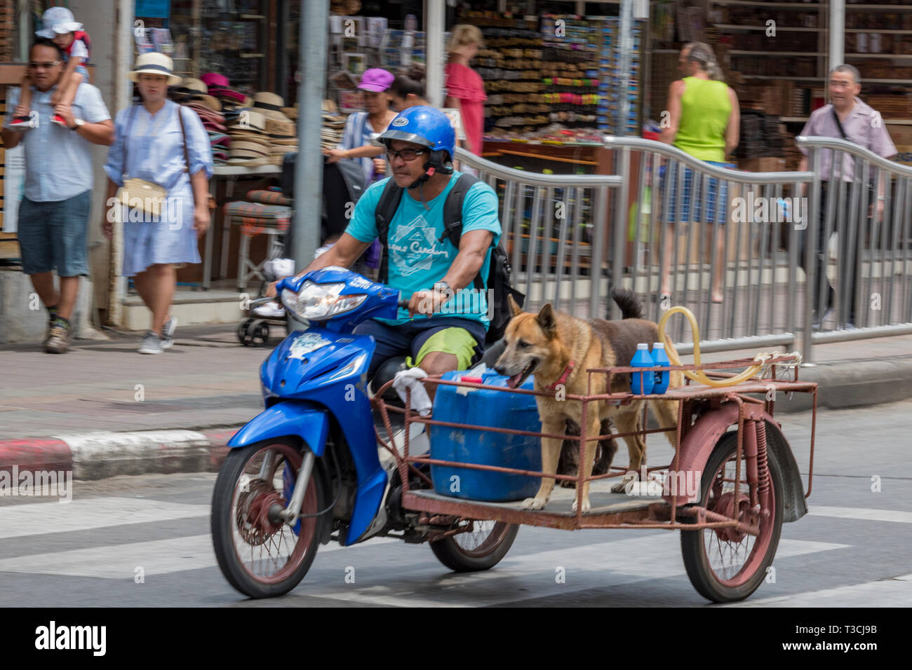 a an riding a motorcycle through the centre of Phuket in Thailand with a dog sitting in a sidecar, Stock Photo