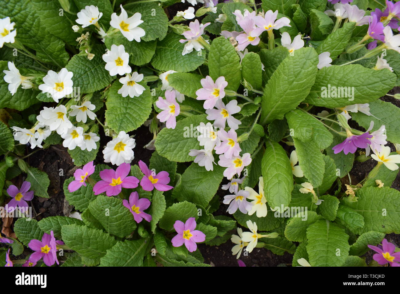 Colorful mini garden flowers with green leaves Stock Photo Alamy