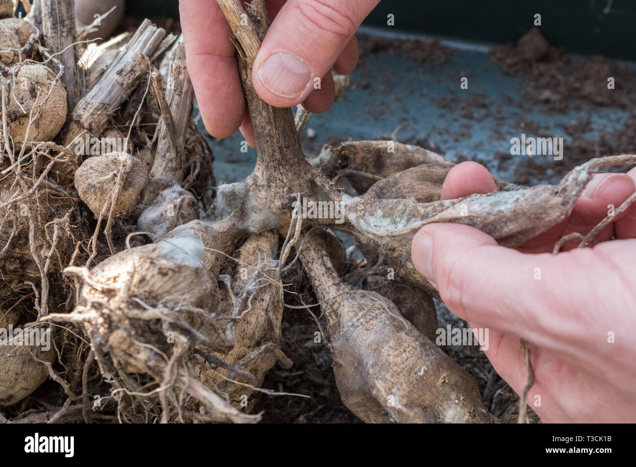 Overwintering dahlia tubers hires stock photography and images Alamy