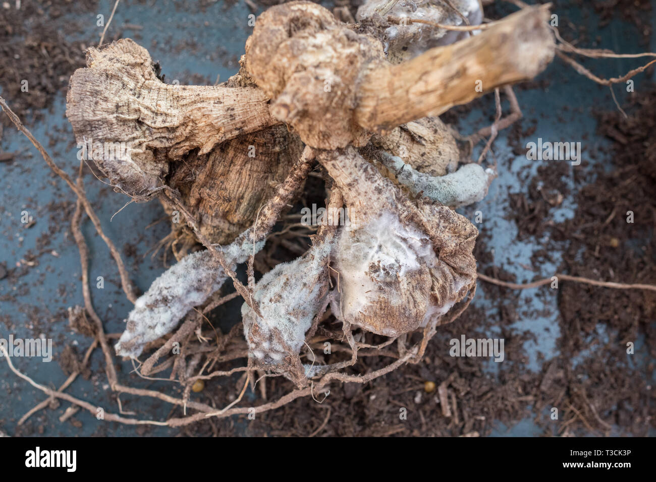 Overwintering dahlia tubers hires stock photography and images Alamy