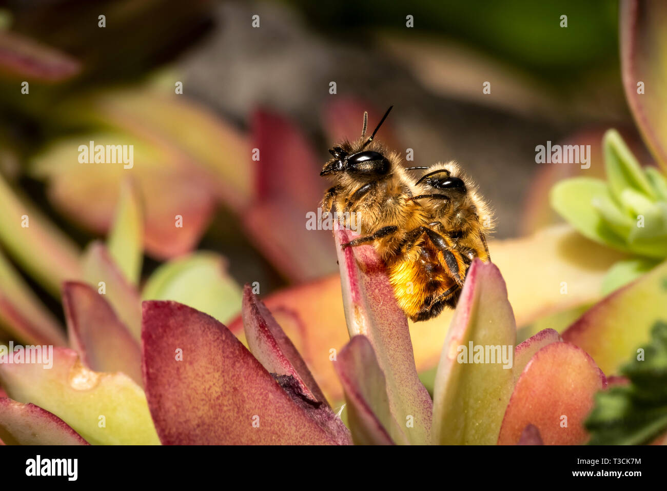 Bumblebees mating on a succulent plant Stock Photo