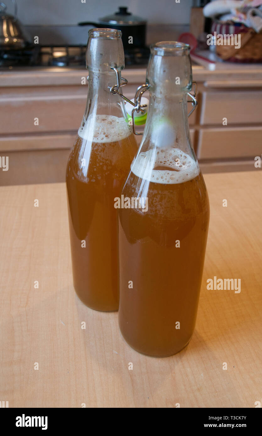 This kitchen scene is 2 glass bottles unsealed of finished homemade kombucha  beverage. This fermented healthy drink has carbonation foam at the head  Stock Photo - Alamy
