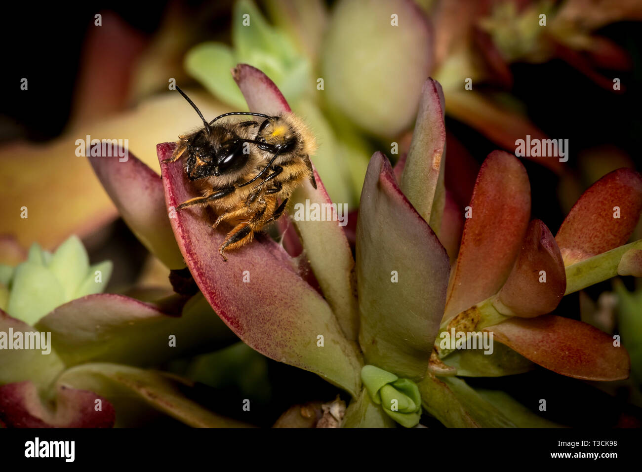 Bumblebees mating on a succulent plant Stock Photo