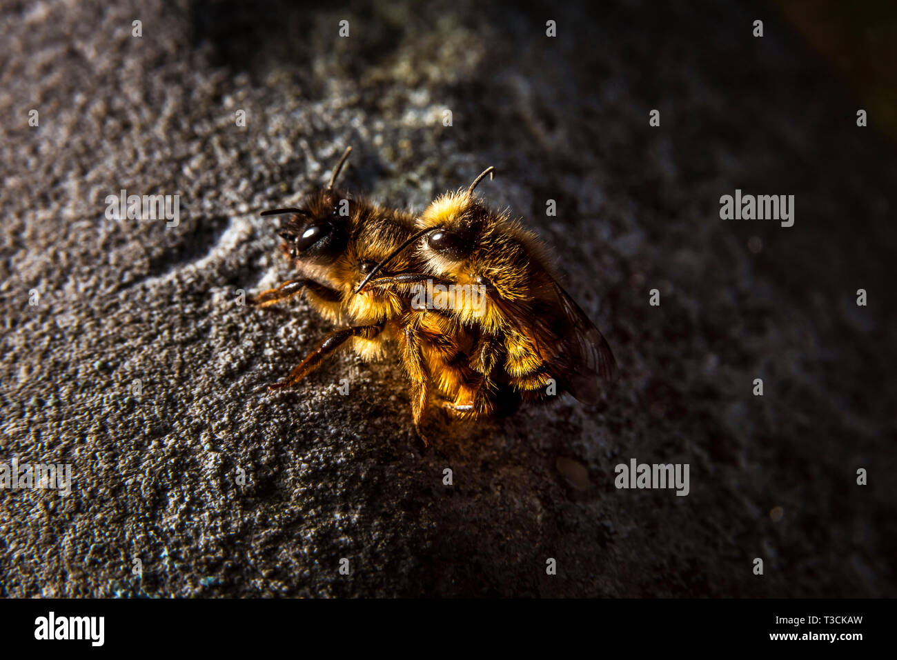 Bumblebees mating on a rock, dramatic light and dark background Stock Photo