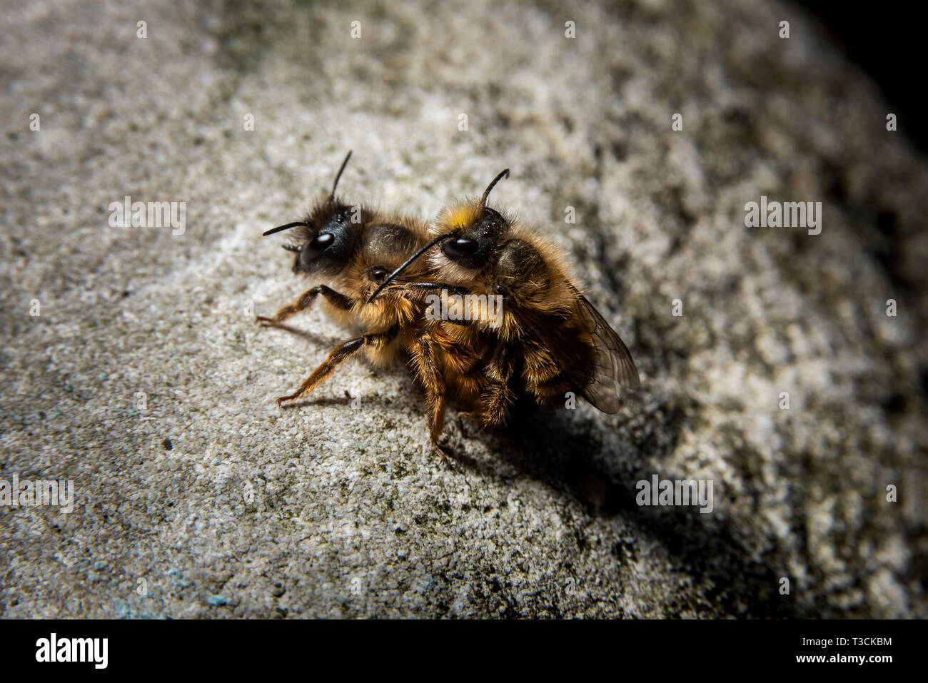 Bumblebees mating on a rock, dramatic light Stock Photo