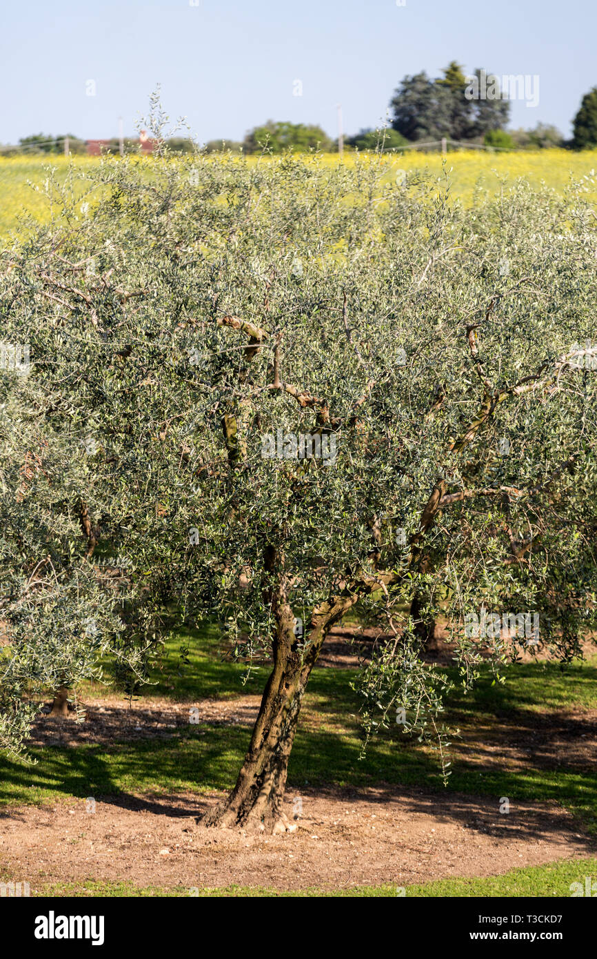 The olive grove in Lazise at the Lake Garda. Italy Stock Photo
