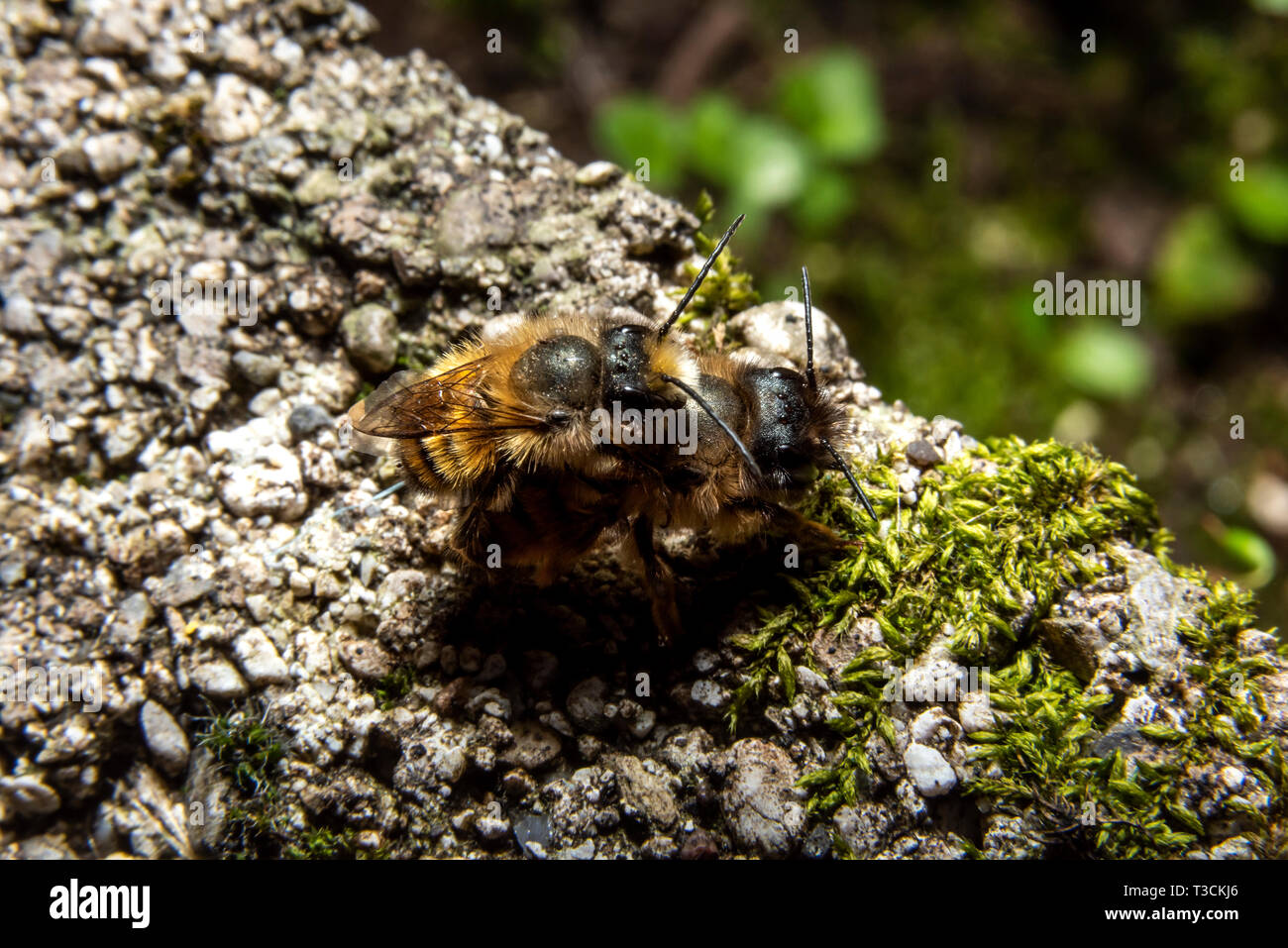 Bumblebees mating on a rock Stock Photo