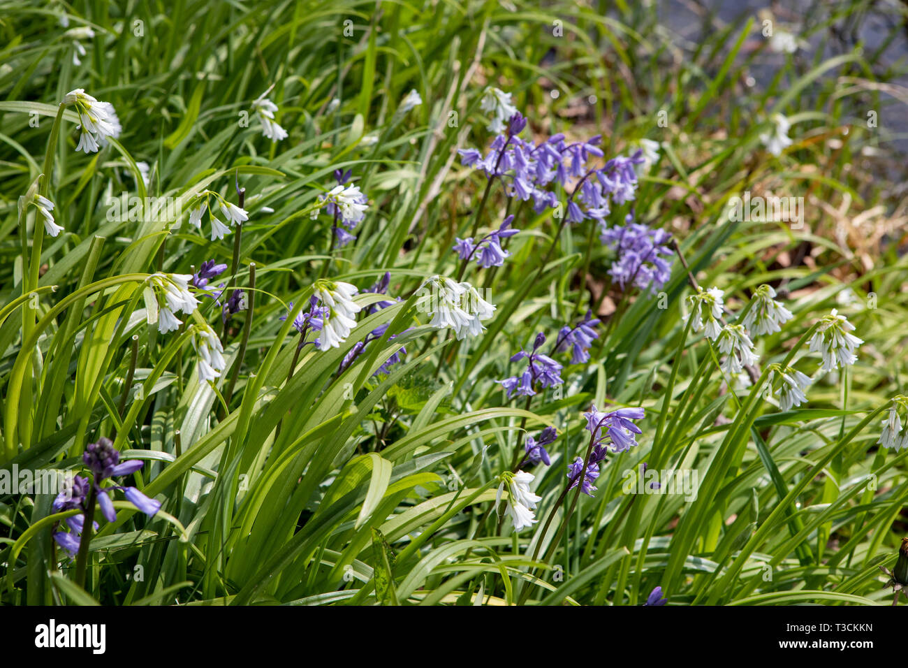 Bluebells (hyacinthoides non-scripta) and three-cornered garlic (allium triquetrum) growing by a riverside. Blue and white flowers, green leaves. Stock Photo