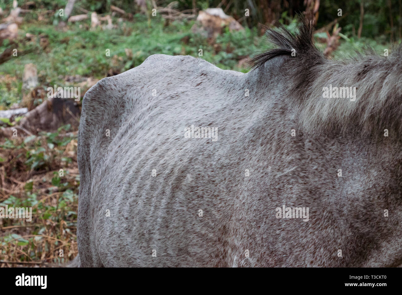 Malnourished animal hi-res stock photography and images - Alamy