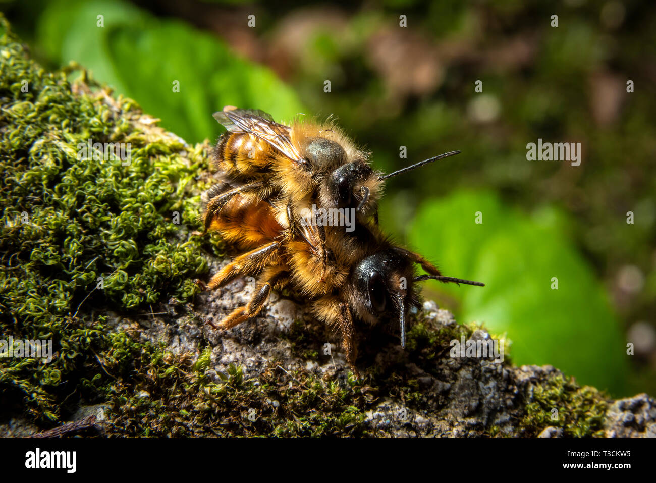Bumblebees mating on a rock Stock Photo
