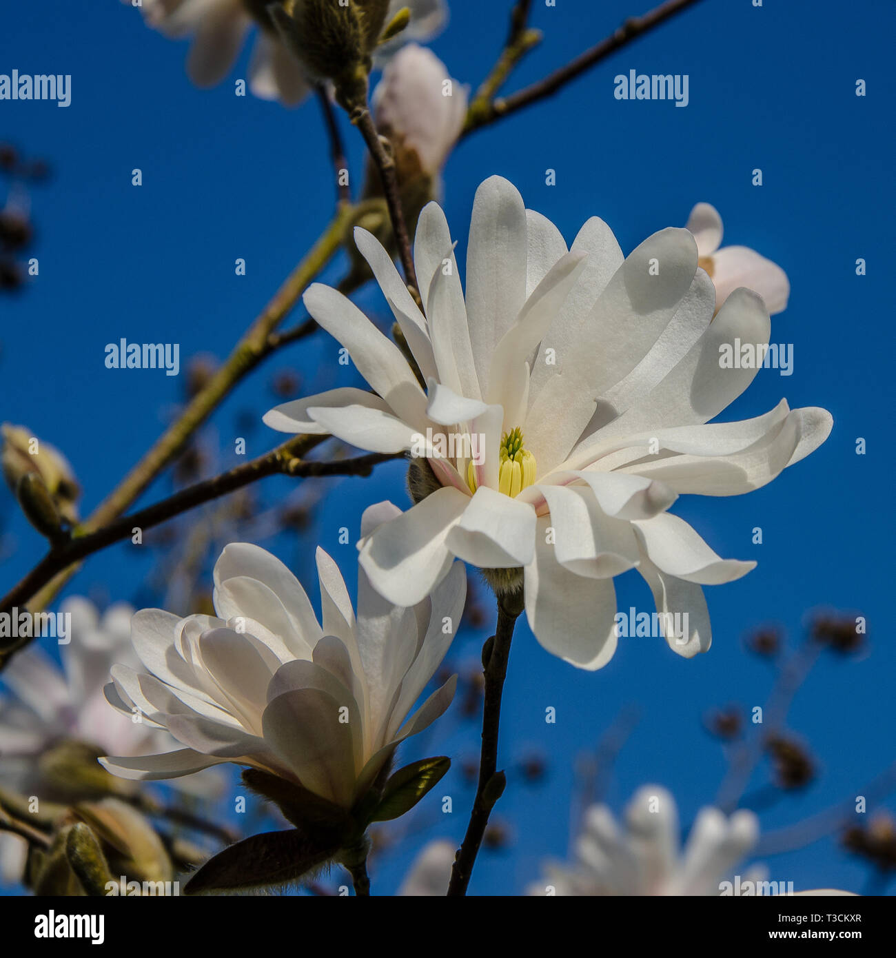 Magnolia is a large genus of about 210 flowering plant species in the family Magnoliaceae. It is named after French botanist Pierre Magnol. Stock Photo