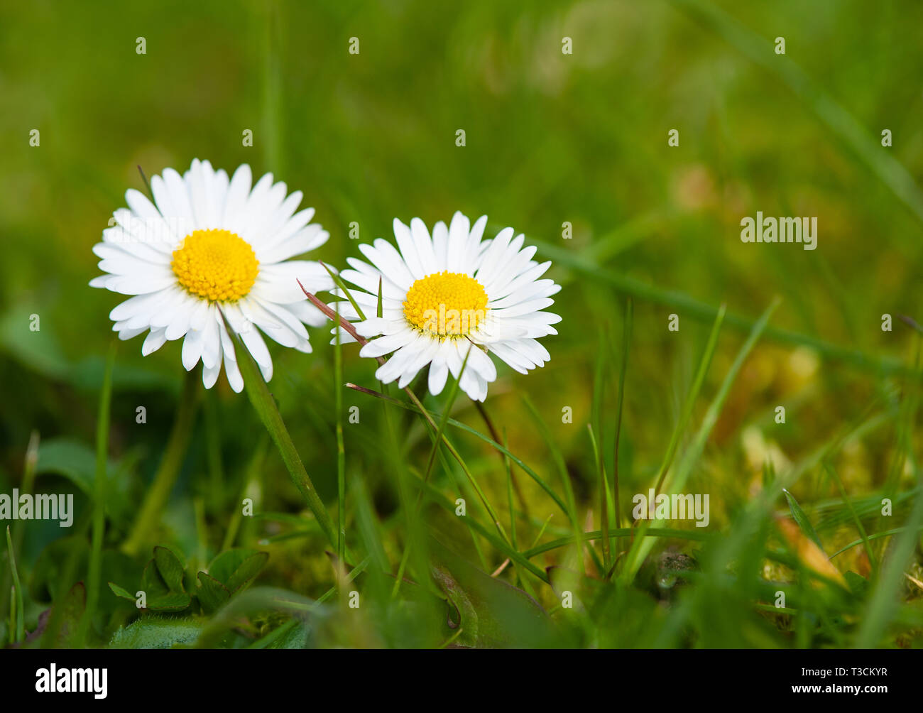 Green grass lawn wild flowers hi-res stock photography and images - Alamy