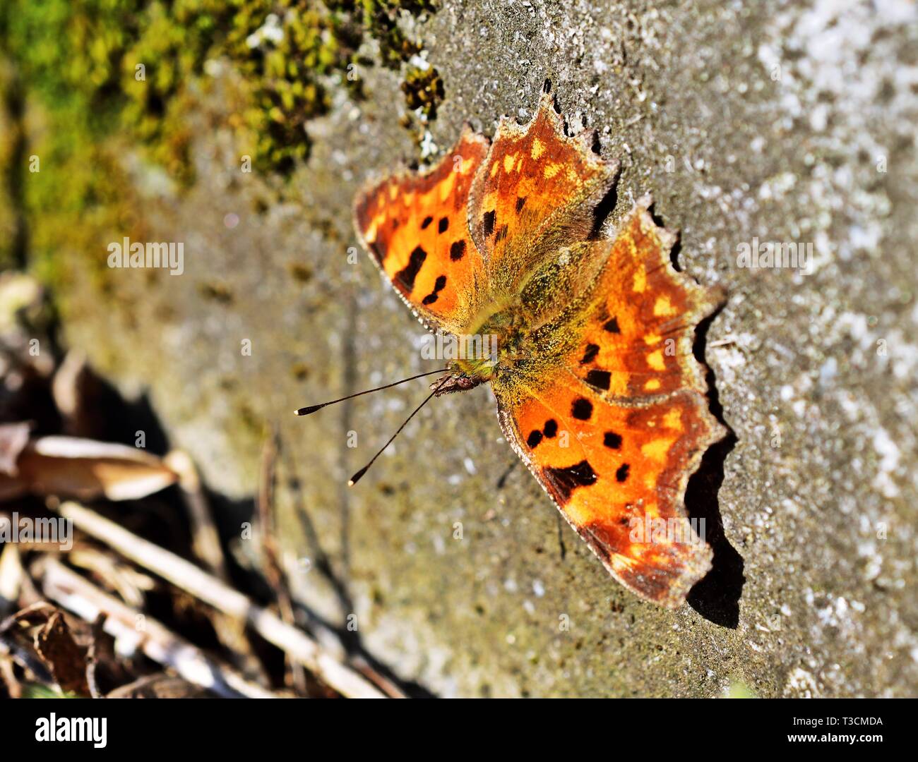 Polygonia c-album comma butterfly resting on stone Stock Photo