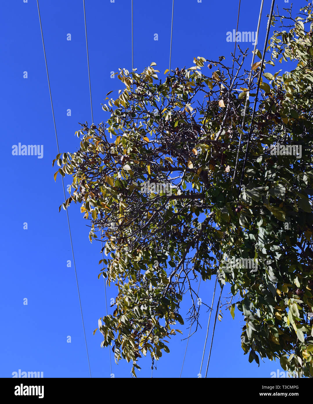 Walnut trees and powerlines Stock Photo