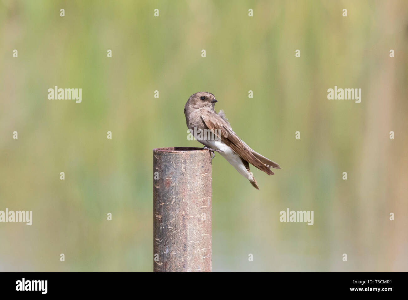 Brown-throated Martin (Riparia paludicola) perched on a metal pole at a rual dam in farmland, Western Cape, South Africa Stock Photo