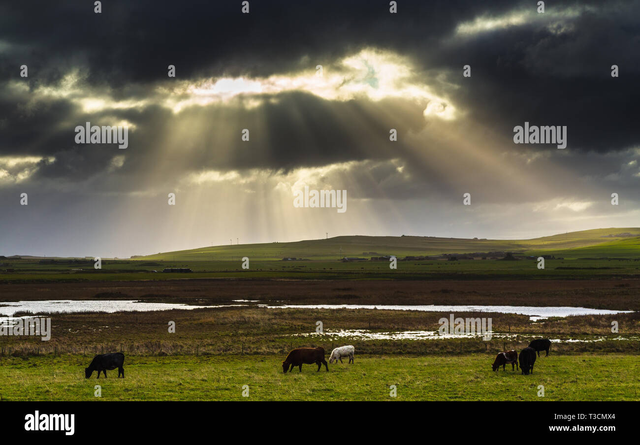 Cattle grazing on farmland near Twatt, Mainland, Orkney Islands. Stock Photo