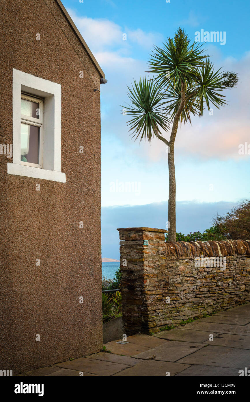 Palm tree growing in a garden in Stromness, Mainland, Orkney Islands. Stock Photo