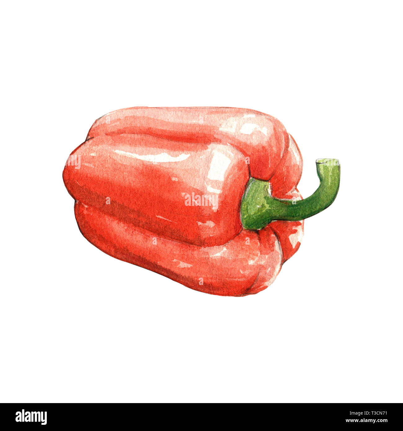 red bell sweet pepper watercolor illustration on white background Stock Photo