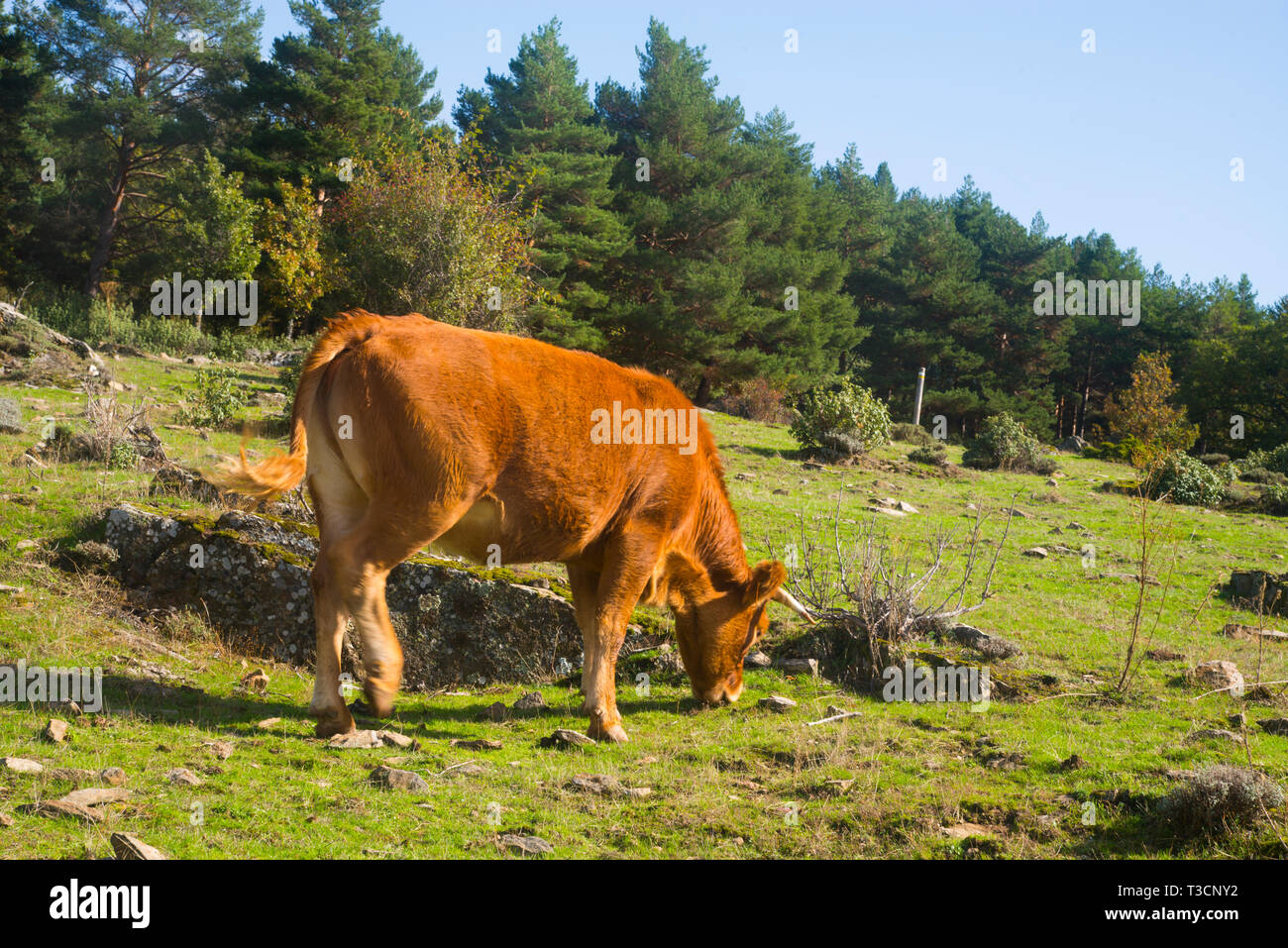 Cow grazing. Sierra Norte Nature Reserve, Guadalajara province, Spain. Stock Photo