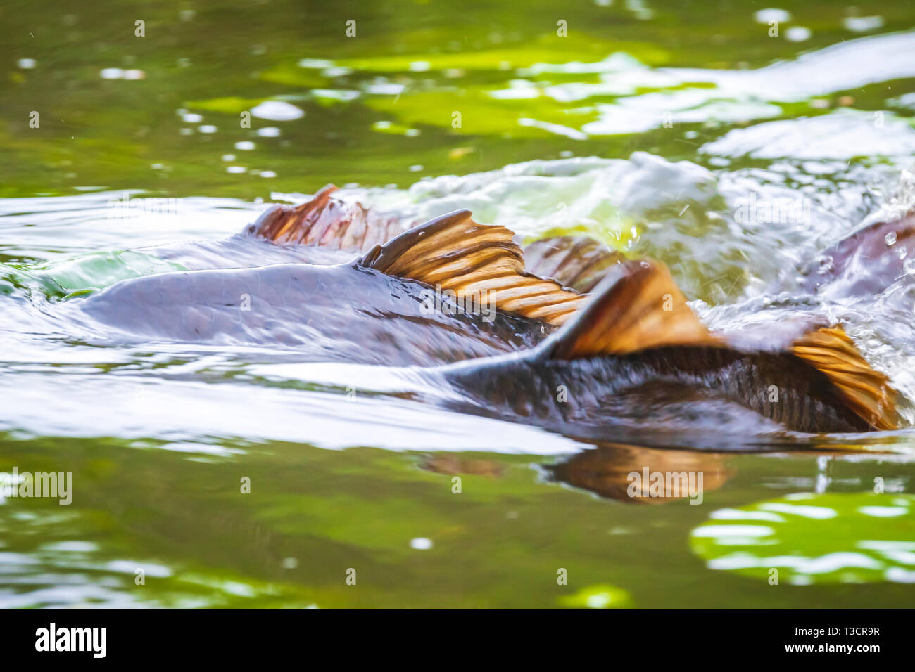Common European carp (Cyprinus carpio) spawning violent during Springtime breeding season. Males pushing female to release their eggs and fertilize th Stock Photo