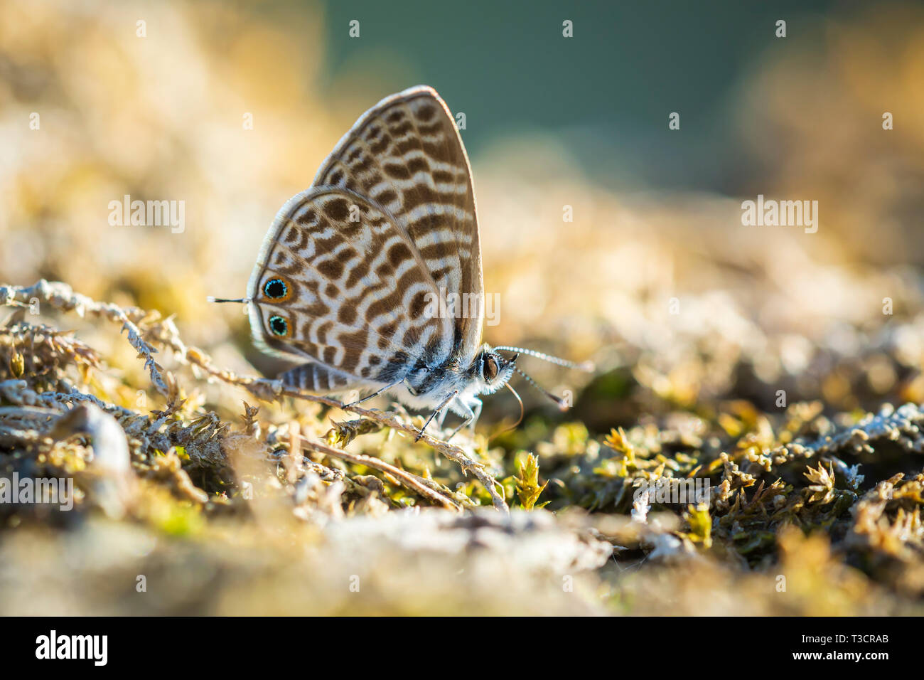 pea blue or long-tailed blue butterfly, Lampides boeticus, resting in a meadow Stock Photo