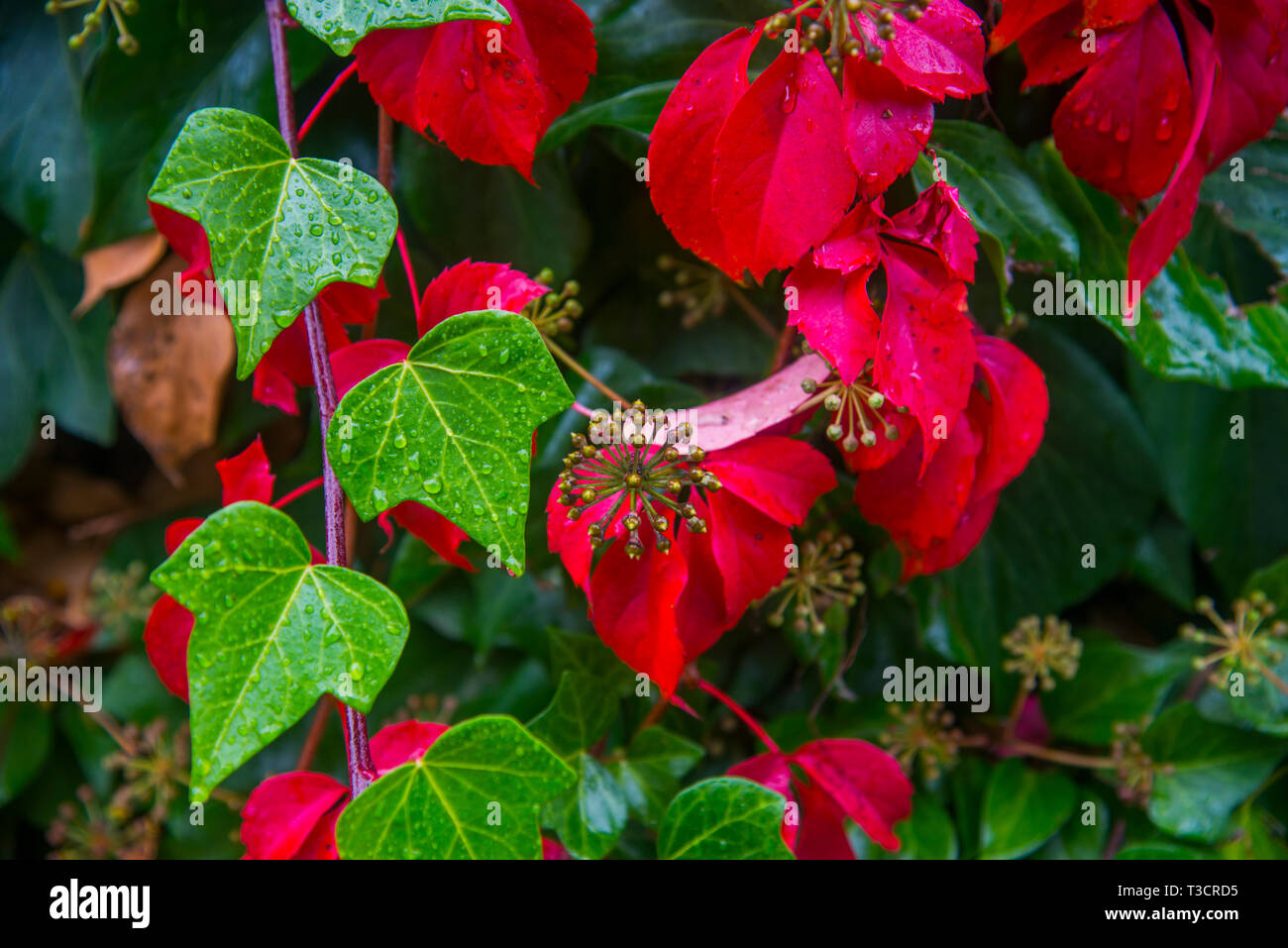 Green and red leaves Stock Photo Alamy