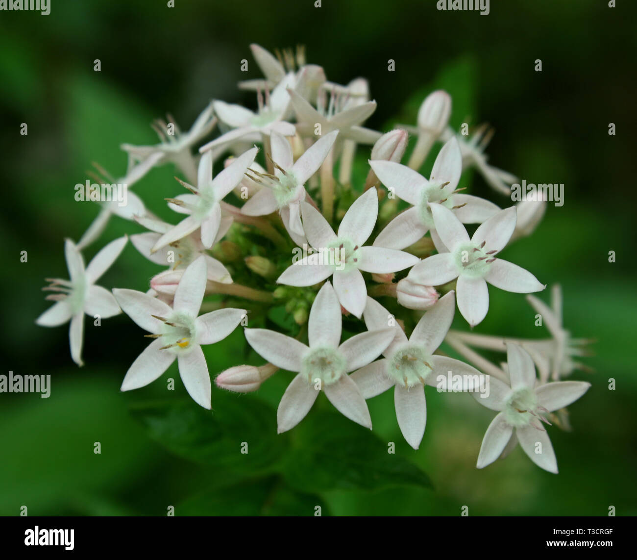white flower like jasmine Stock Photo