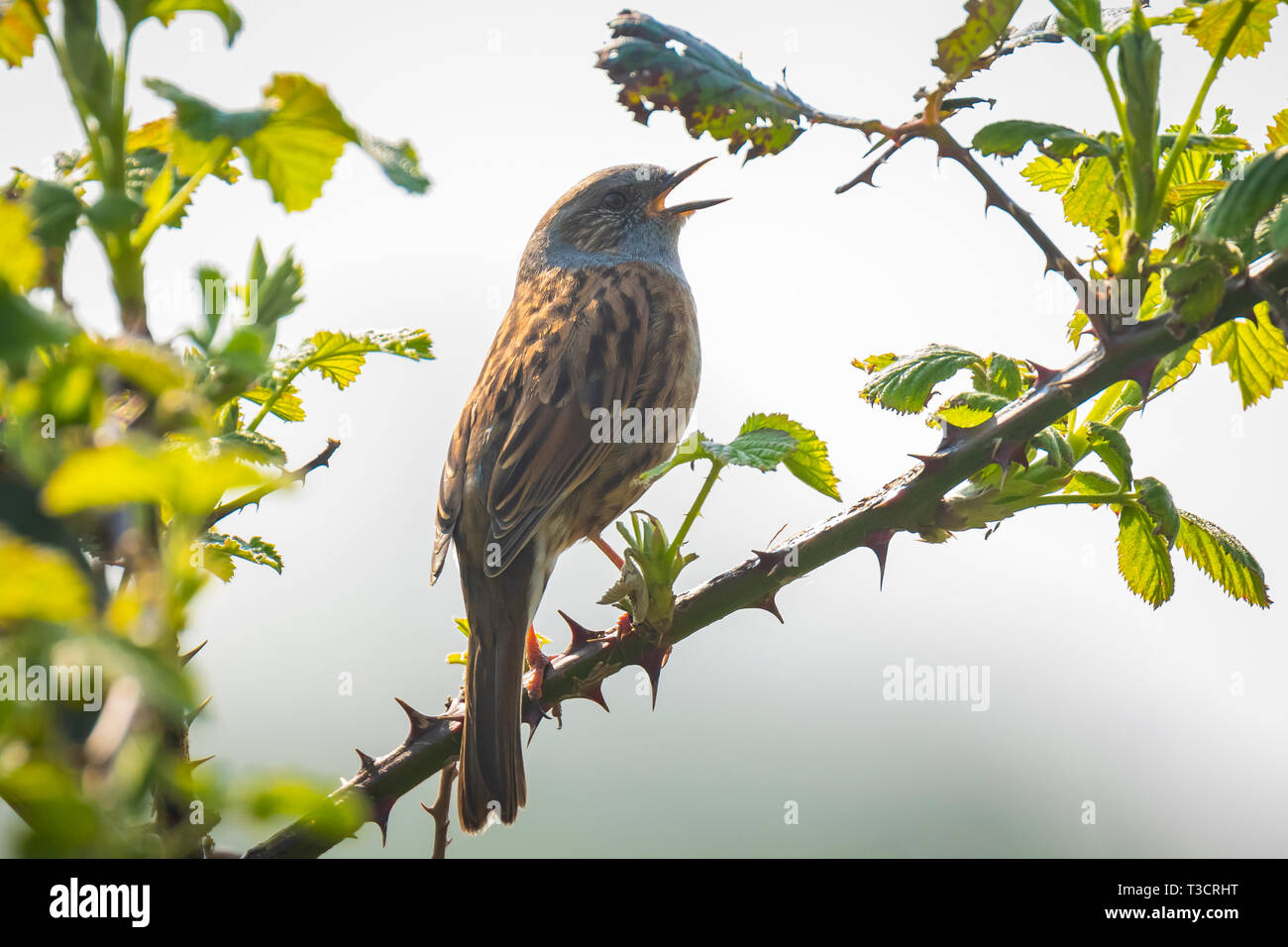 Close-up of a Dunnock, Prunella modularis, bird in a tree display and singing a early morning song during Springtime to attract a female. Stock Photo