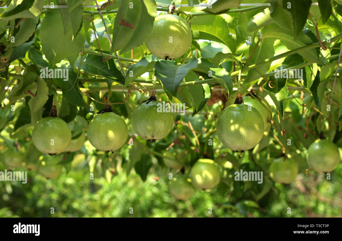 passion fruit green Stock Photo