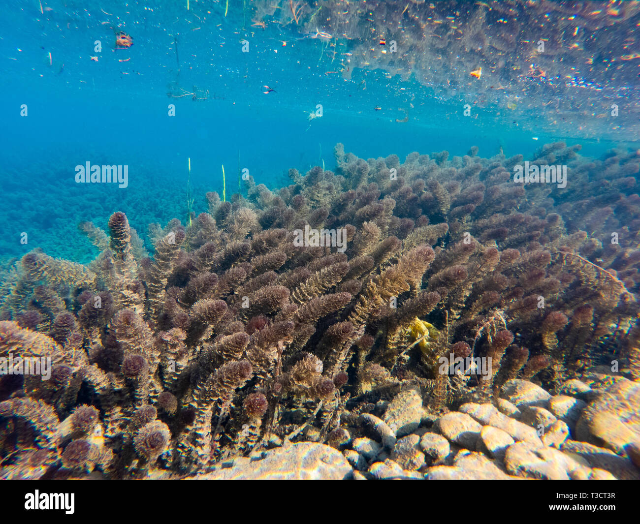 Underwater heaven hi-res stock photography and images - Alamy