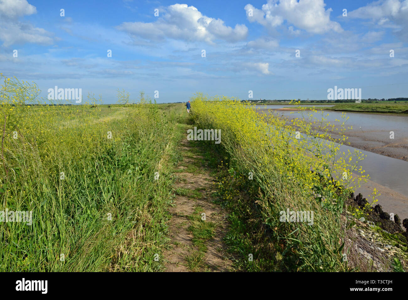 The Hen Reedbeds, Southwold, Suffolk, UK Stock Photo