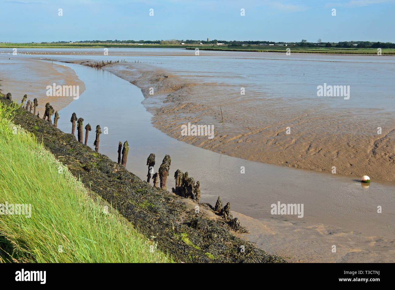 The Hen Reedbeds, Southwold, Suffolk, UK Stock Photo