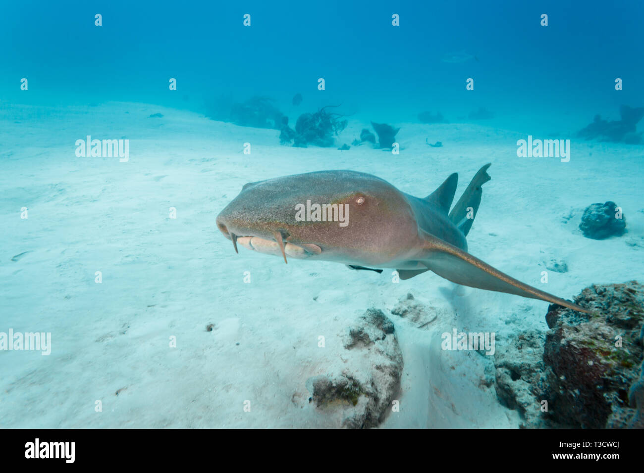 Closeup of head and face of a  brown nurse shark, Ginglymostoma cirratum, swimming Stock Photo