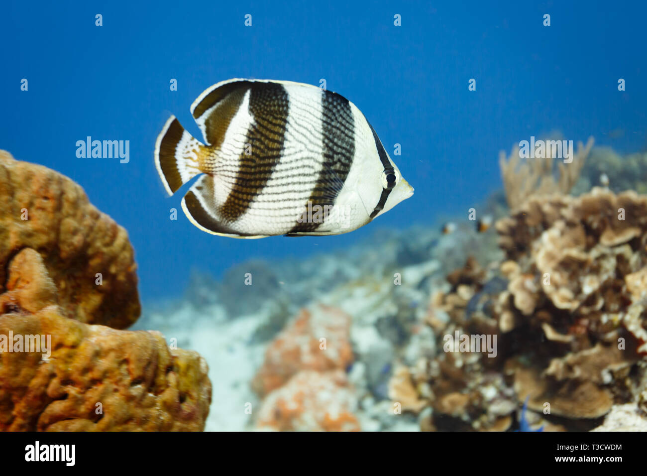 Closeup, Black and white 4 banded butterfly fish, Chaetodon striatus, swims by leathery serpent coral on reef Stock Photo
