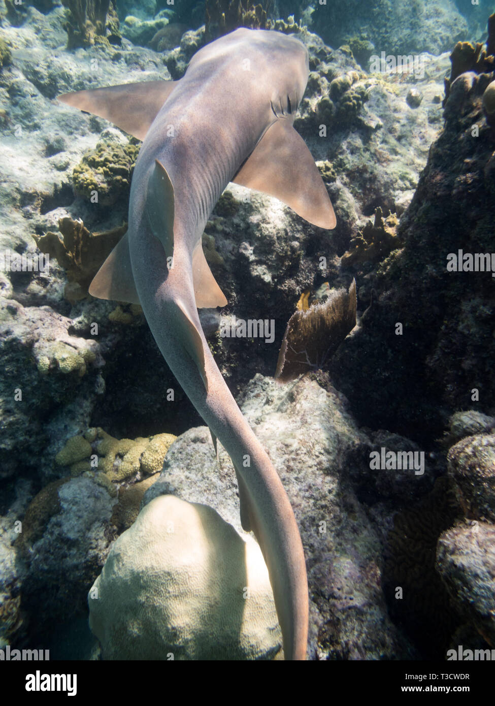 Closeup of small brown nurse shark, Ginglymostoma cirratum, swimming below Stock Photo