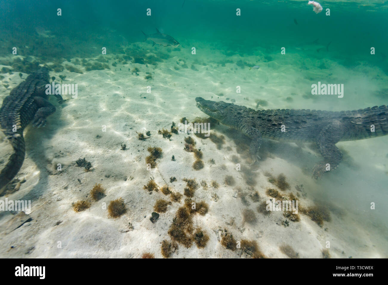 Top down closeup of two American crocodiles, Crocodylus acutus, jaw closed, swimming on the ocean floor under the dock in pursuit of dinner in a schoo Stock Photo