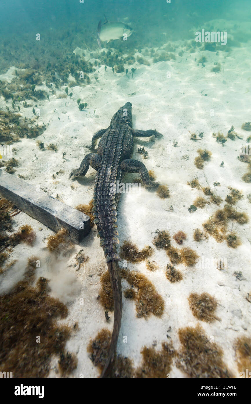 Top down closeup of an American crocodile, Crocodylus acutus, jaw closed, swimming on the ocean floor under the dock in pursuit of a large fish Stock Photo