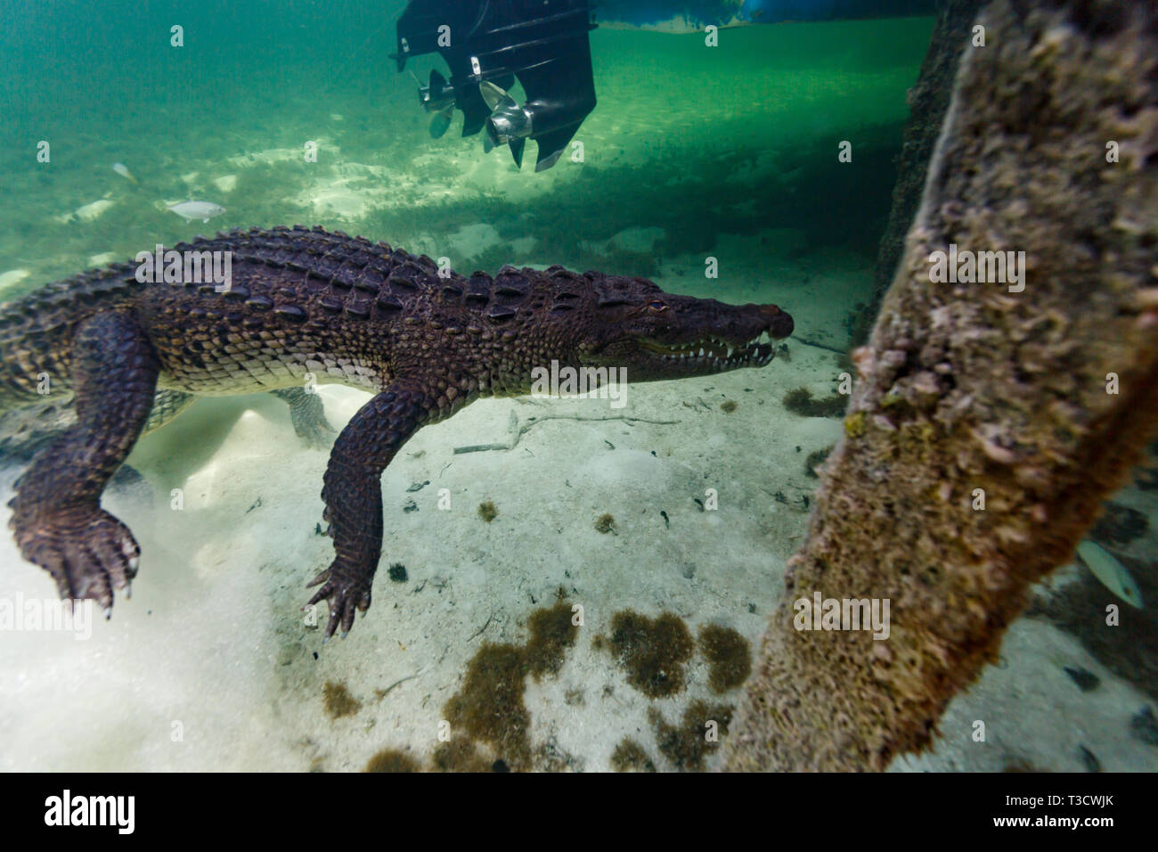Top down closeup of an American crocodile, Crocodylus acutus, jaw open, underwater, tail swishing, swimming up from the ocean floor by the dock Stock Photo