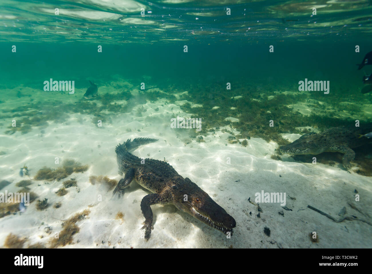 Top down closeup of an American crocodile, Crocodylus acutus, jaw open, underwater, tail swishing, swimming on the ocean bottom Stock Photo