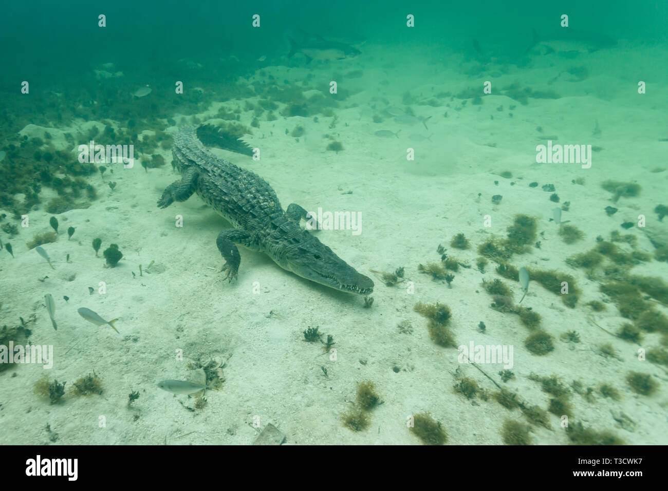 Closeup of top view of an American crocodile, Crocodylus acutus, jaw closed, swimming after a fish Stock Photo