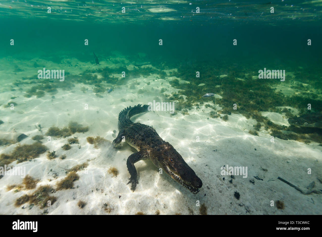 American crocodile, Crocodylus acutus, hunting as it moves along sandy ocean floor Stock Photo